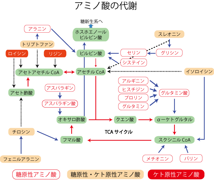 亜鉛、牡蠣、テストステロン